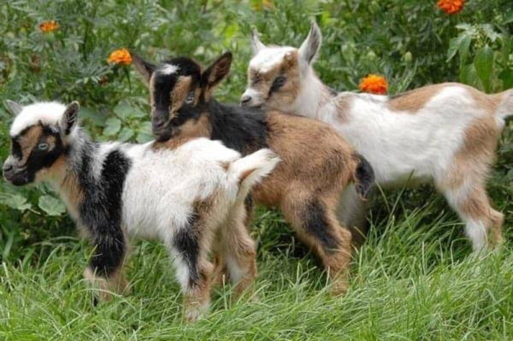 Mini Goats: Your perfect backyard friends